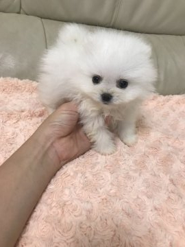 ポメラニアン【愛媛県・男の子・2019年5月29日・クリーム】の写真「チビポメくん。とても小さな子です」