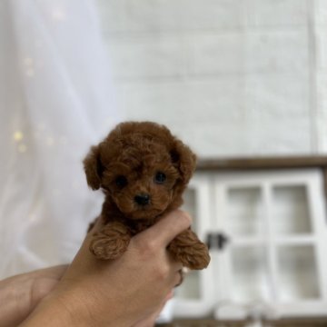 トイプードル(ティーカップ)【愛媛県・女の子・2023年10月27日・アプリコット】の写真「全てがかわいい！小さな子をお探しの方へ」