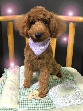 トイプードル(トイ)【愛媛県・男の子・2016年3月30日・レッド】の写真「特別価格！欠点ありません。」