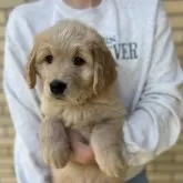ゴールデンドゥードル(プードル×ゴールデンレトリバー)【愛媛県・男の子・2023年11月12日・クリーム】の写真1