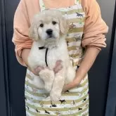 ゴールデンドゥードル(プードル×ゴールデンレトリバー)【愛媛県・女の子・2023年11月12日・クリーム】の写真1