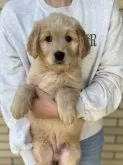 ゴールデンドゥードル(プードル×ゴールデンレトリバー)【愛媛県・男の子・2023年11月12日・クリーム】の写真2