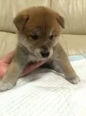 柴犬(標準サイズ)【愛媛県・男の子・2016年7月16日・赤】の写真2