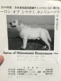 ラブラドールレトリバー【愛媛県・男の子・2015年8月18日・イエロー】の写真2「警察犬のパパ」