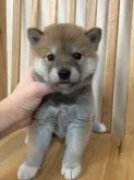 柴犬(標準サイズ)【愛媛県・男の子・2015年4月17日・赤】の写真3