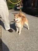 柴犬(標準サイズ)【愛媛県・男の子・2015年4月17日・赤】の写真4「お母さん犬です」