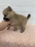 ポメラニアン【愛媛県・女の子・2021年4月21日・クリーム】の写真5