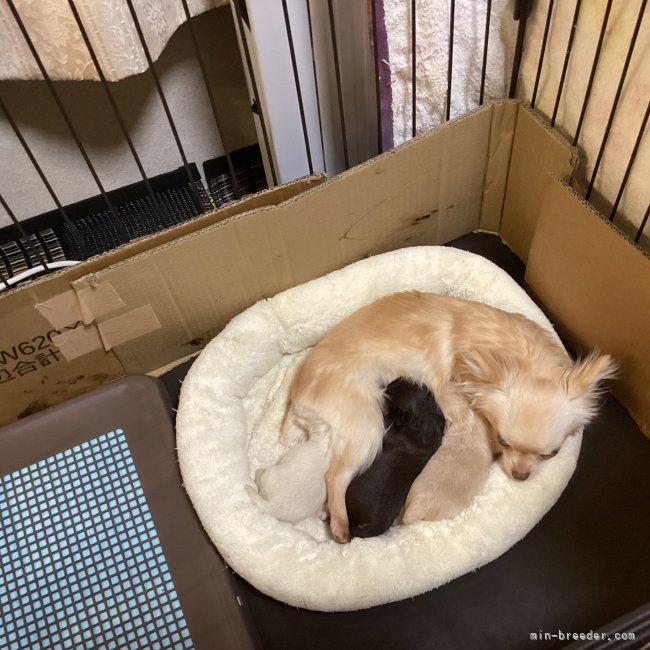 堀栄子ブリーダーのブログ：あけましておめでとうございます🎍