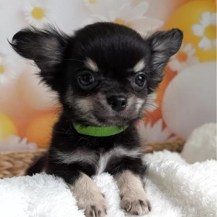 ID：2507-02020の子犬