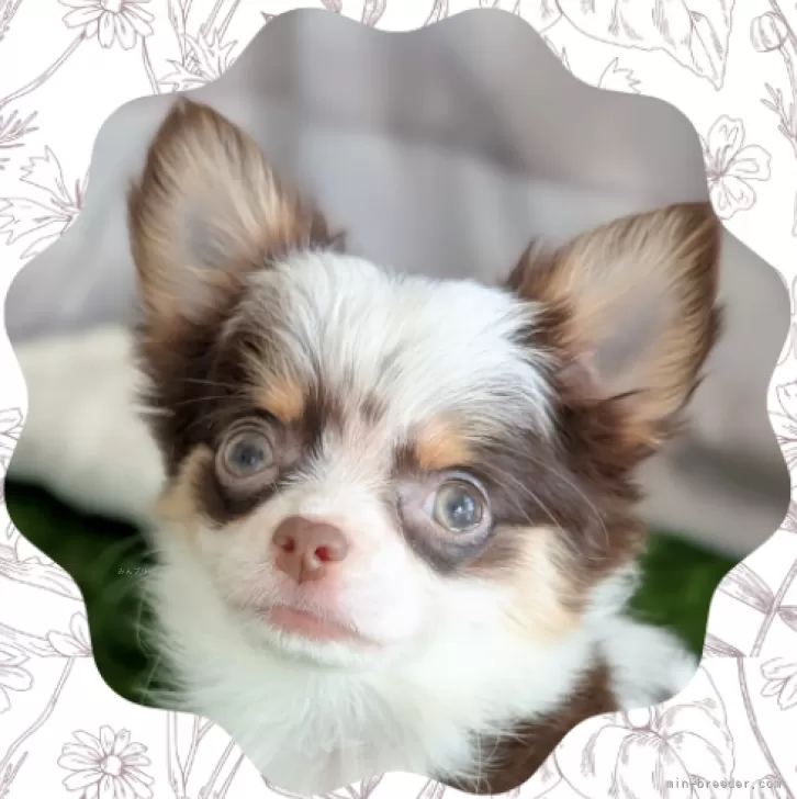 Y.S 様のお迎えした子犬