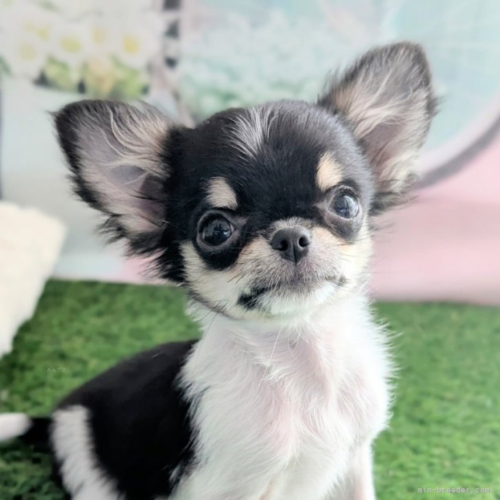 ブリーダー画像