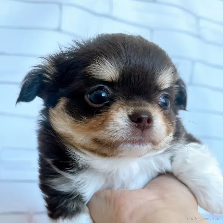 ID：2502-00617の子犬