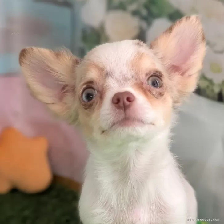 チワワ(ロング)【北海道・女の子・2025年7月31日・マール】の写真1「希少なマールカラー✨」