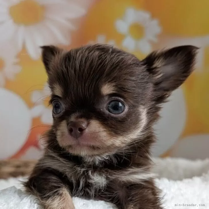 ID：2507-06705の子犬