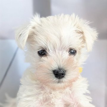 ミニチュアシュナウザー【北海道・女の子・2025年8月29日・ホワイト】の写真「激かわなミニチュアシュウザーのイエローちゃん✨」