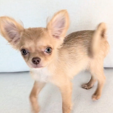 チワワ(ロング)【北海道・女の子・2025年7月31日・フォーン】の写真「とっても可愛いチワワの女の子🎀ママ似の子♡」