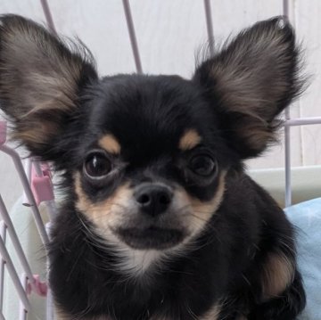 チワワ(ロング)【北海道・女の子・2025年7月31日・ブラックタン】の写真「笑ママに似て、大人しい子です☺️」