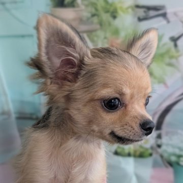 チワワ(ロング)【北海道・男の子・2025年7月31日・フォーン】の写真「今のあだ名は前髪君‼️黒い差毛は抜けてフォーンに♡」