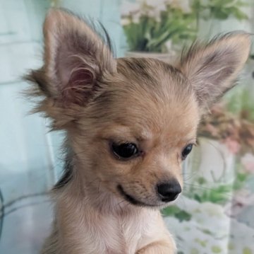 チワワ(ロング)【北海道・男の子・2025年7月31日・フォーン】の写真「今のあだ名は前髪君‼️黒い差毛は抜けてフォーンに♡」