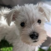 ミニチュアシュナウザー