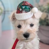 ミニチュアシュナウザー