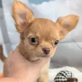 チワワ(ロング)