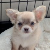 チワワ(ロング)