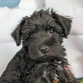 ミニチュアシュナウザー