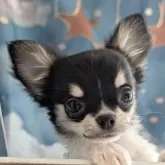 チワワ(ロング)