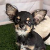 ミックス(チワワ×ミックス)