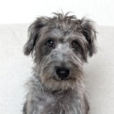 シュナプー(トイプードル×ミニチュアシュナウザー)