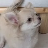 チワワ(ロング)