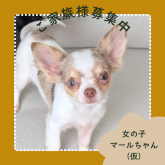 チワワ(ロング)