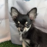 ミックス(チワワ×ミックス)