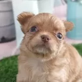チワワ(ロング)