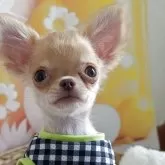 チワワ(ロング)