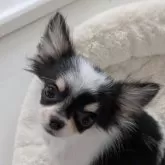 チワワ(ロング)