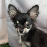 ミックス(チワワ×ミックス)