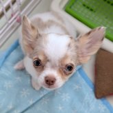 チワワ(ロング)