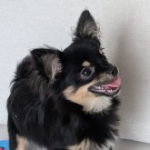 ミックス(チワワ×ミックス)