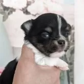 チワワ(ロング)