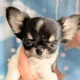 チワワ(ロング)