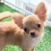 チワワ(ロング)