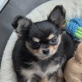 チワワ(ロング)