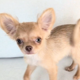 チワワ(ロング)