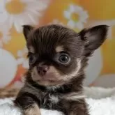 チワワ(ロング)