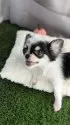 チワワ(ロング)【北海道・男の子・2025年6月23日・ホワイト&ブラック】の写真4「誰か僕の家族になって♡」