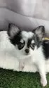 チワワ(ロング)【北海道・男の子・2025年6月23日・ホワイト&ブラック】の写真5「お問い合わせ待ってるよ♥️」