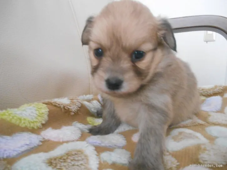 ID：1601-01666の子犬