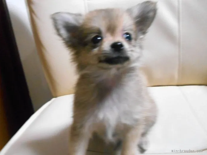 ID：1508-01836の子犬